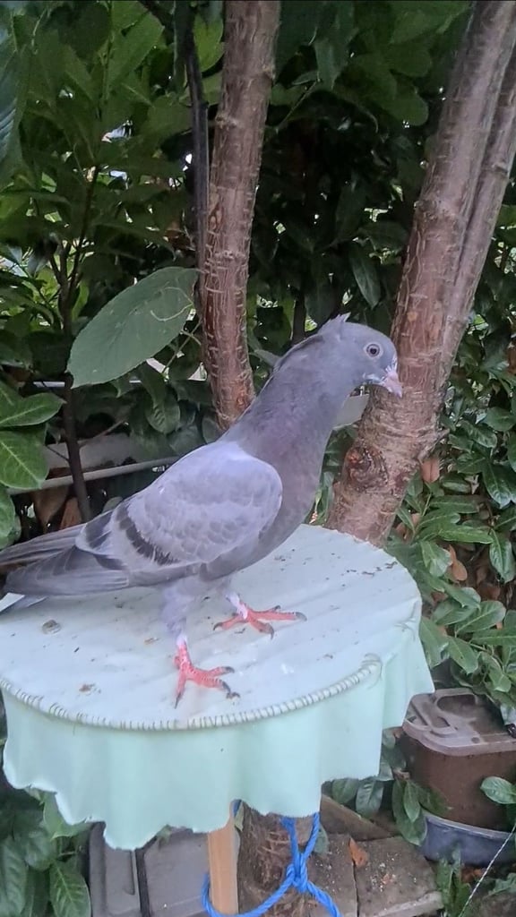 Iranian, Serbian, Pakistani Pigeon 
