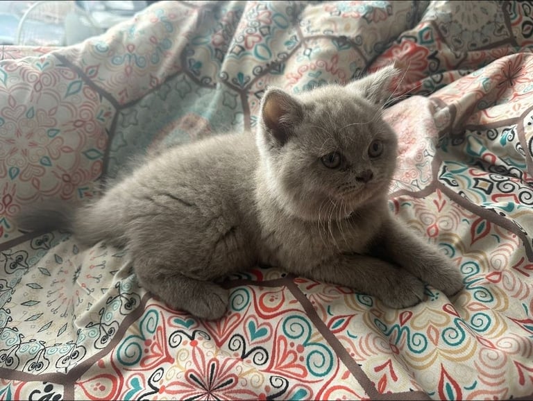 British short hair kittens grey