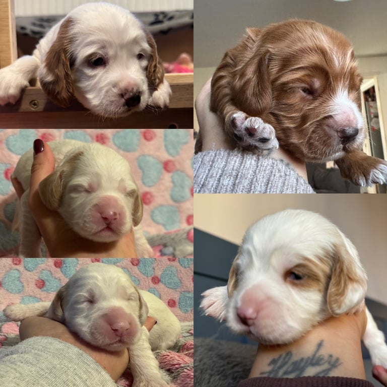 Gorgeous F2b Cockapoo puppies ready to reserve