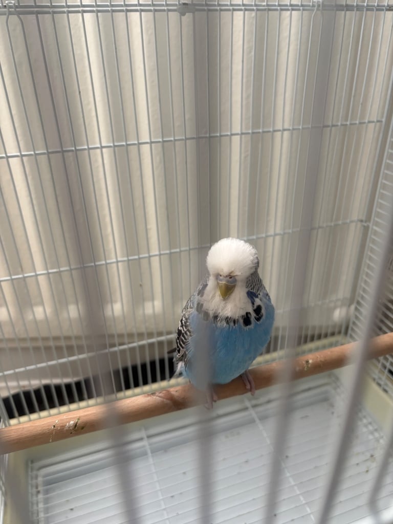 Budgie with Cage