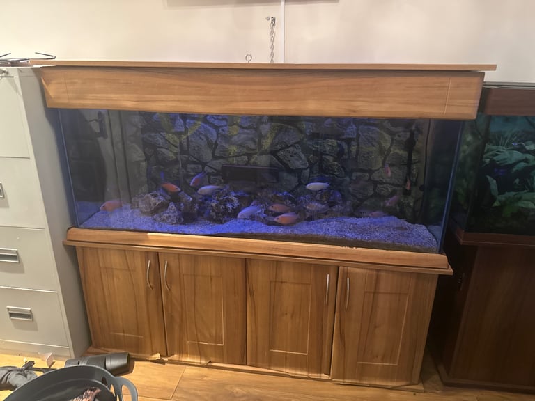image for 🐠 450 Litre Aquarium Setup – Huge Bargain – Worth £1000s! – £250 🐠