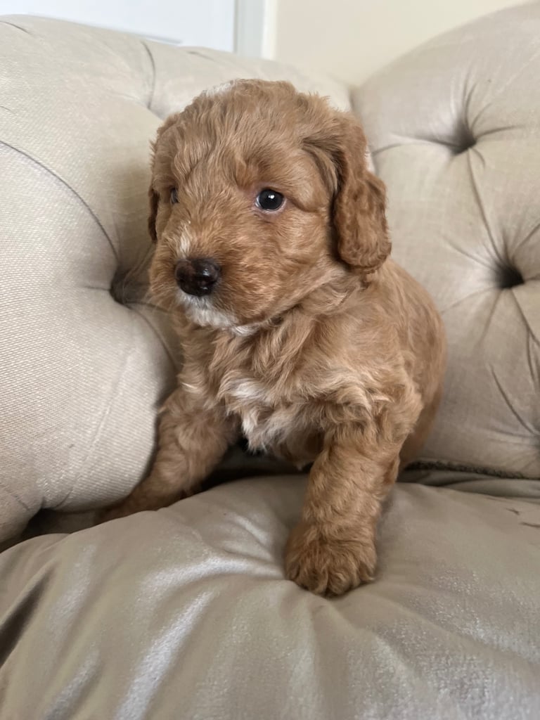 Beautiful Cavapoochon Puppies
