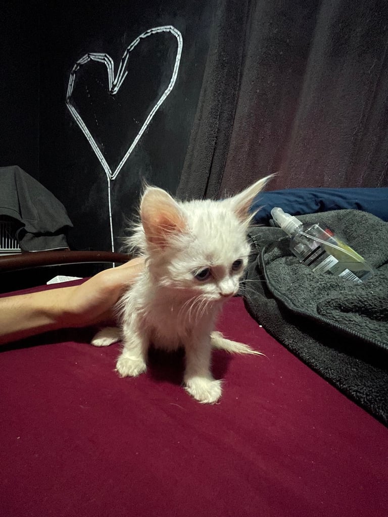 image for Turkish angora 4 girls 1 boy