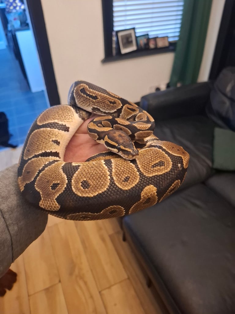 Royal python