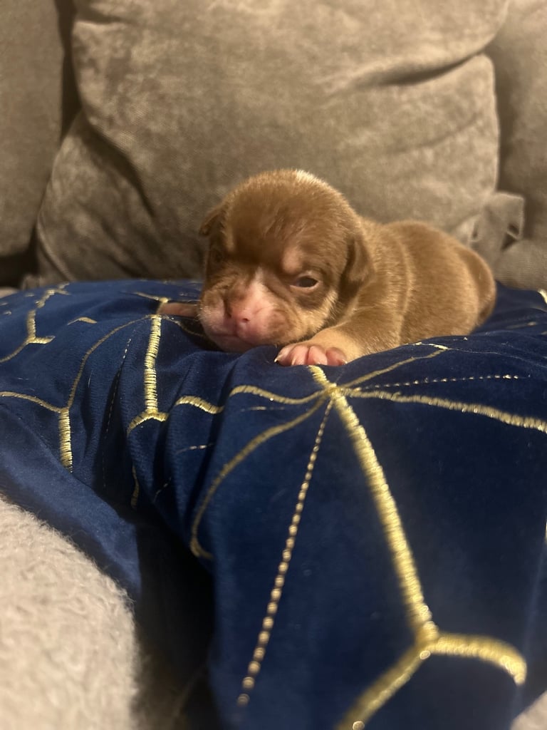 Olde English bulldog puppies 