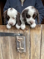 Beautiful cocker spaniels, health tested parents
