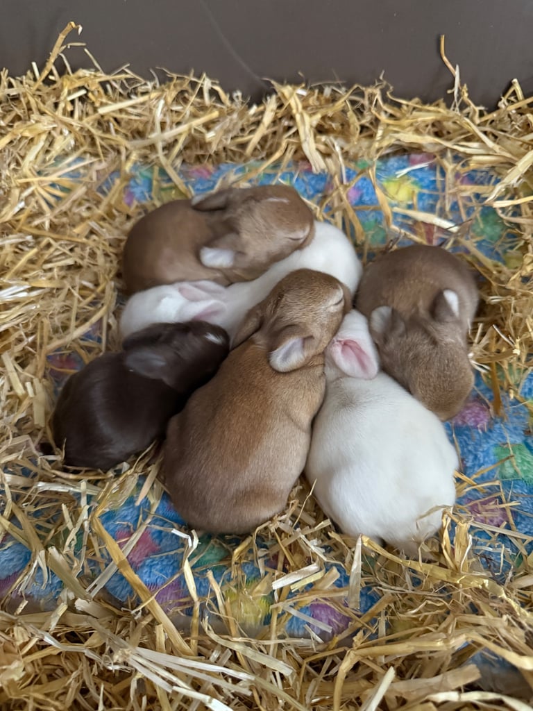 French Lop Rabbits