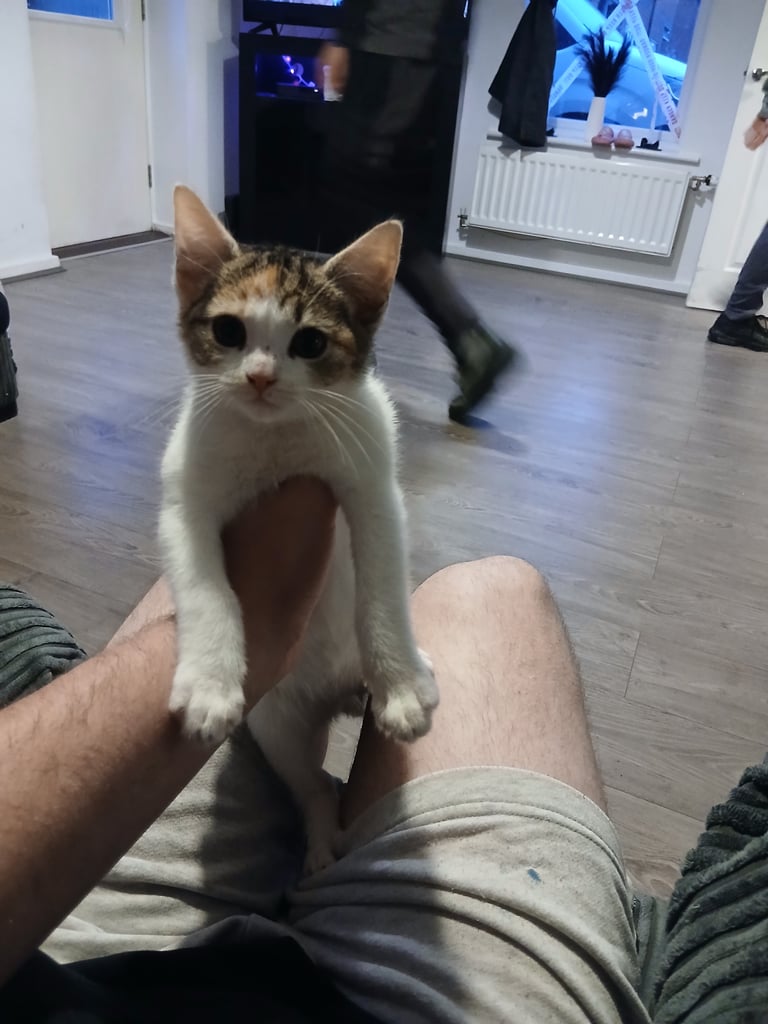 Boy and girl kittens 