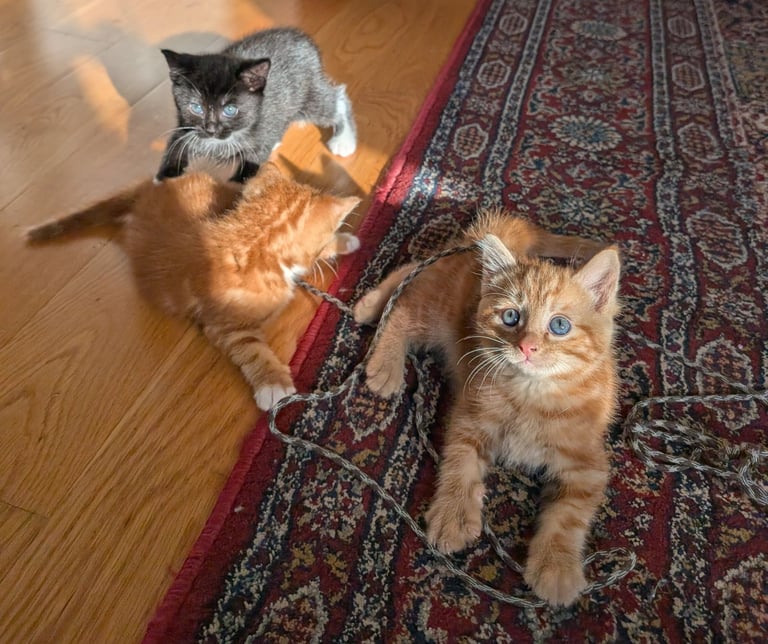 Adorable kittens looking for new homes