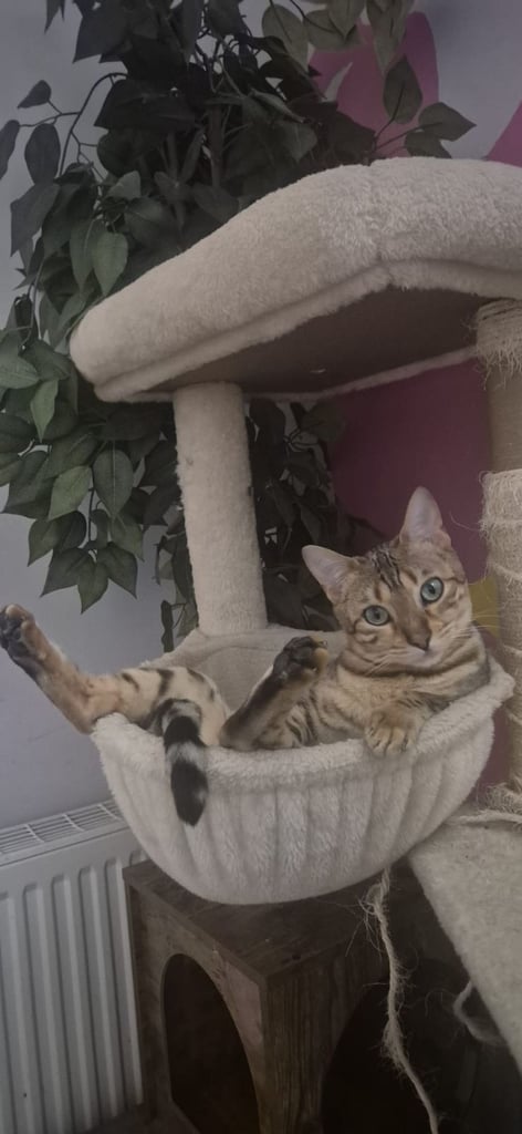 Beautiful Female Bengal Cat – TICA Registered, Microchipped & Spayed 📍 Tattenhoe, Milton Keynes