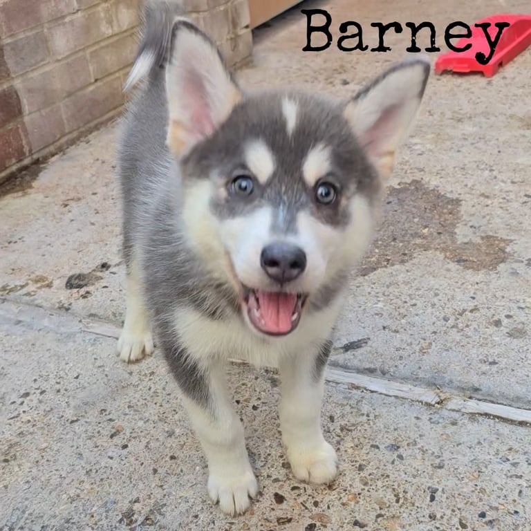 Fully Vaccinated! Stunning Pomsky Puppies Ready Now
