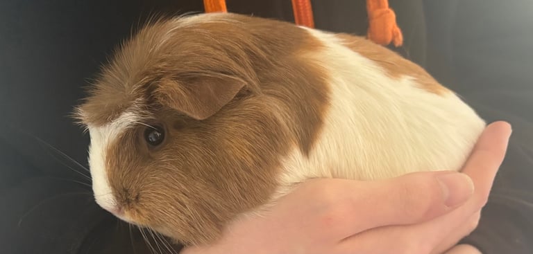 2 female guinea pigs for rehoming