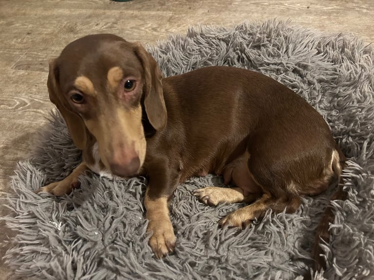 1.5yr old mini dachshund