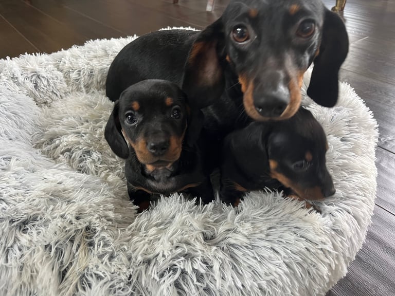 image for Miniature Dachshund Puppies