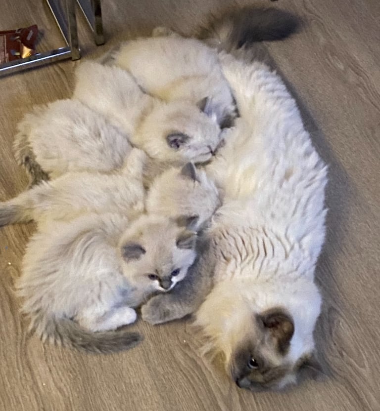 Gorgeous Ragdoll kittens for sale
