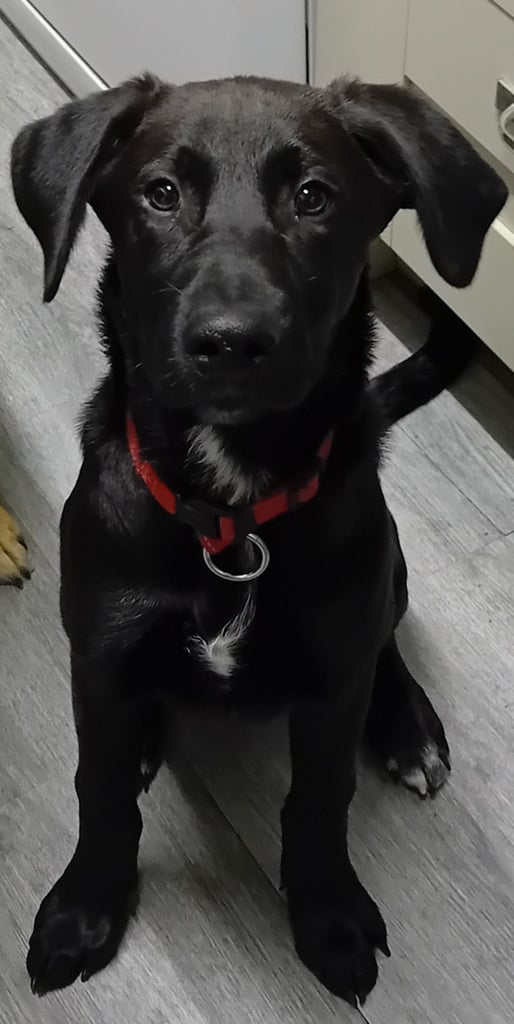 Gorgeous boy puppy