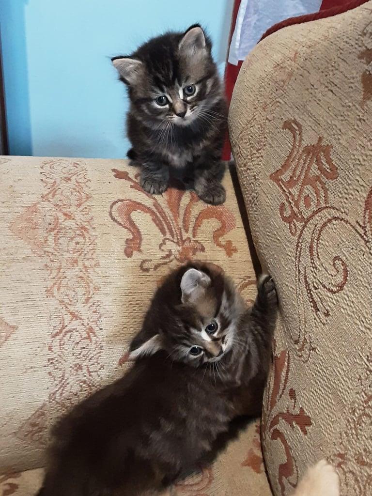 Playful Kittens for sale, from 35.00 pounds. 