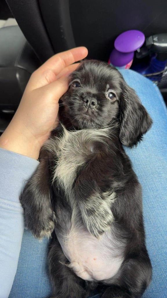 Pug cross puppies