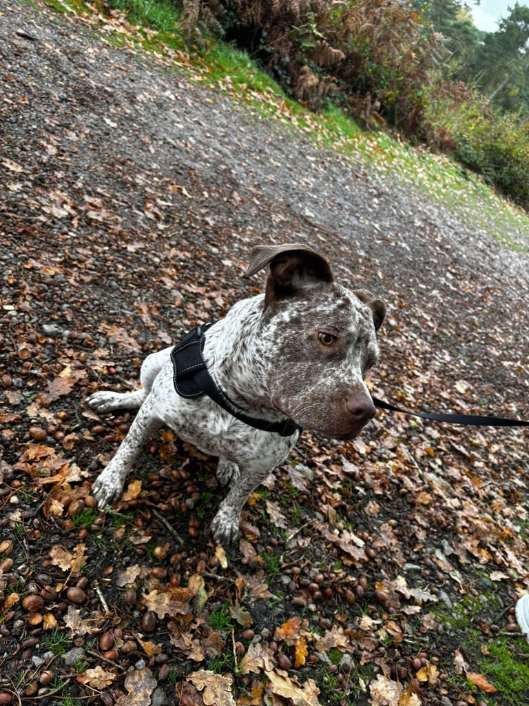 11 month old staff cross boxer