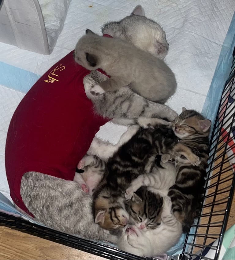 8week old British short hair 