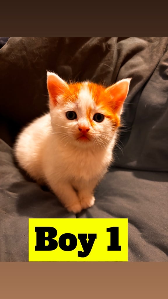2 ginger/white kittens left 
