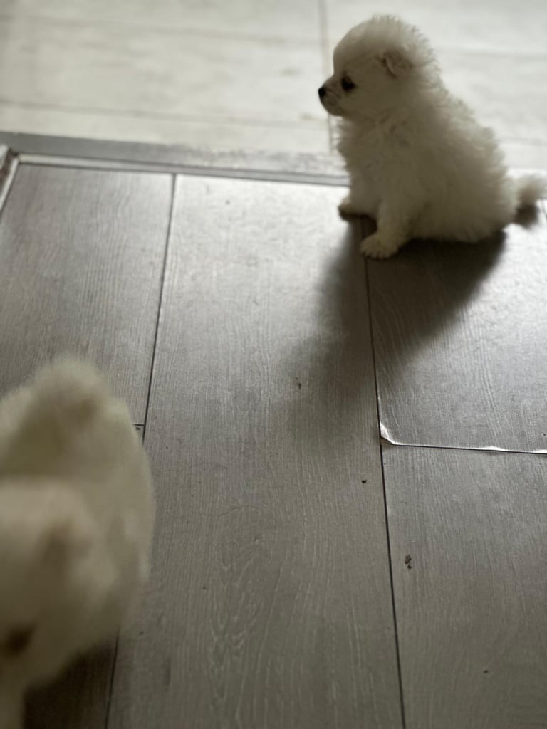 Pomeranian puppys 