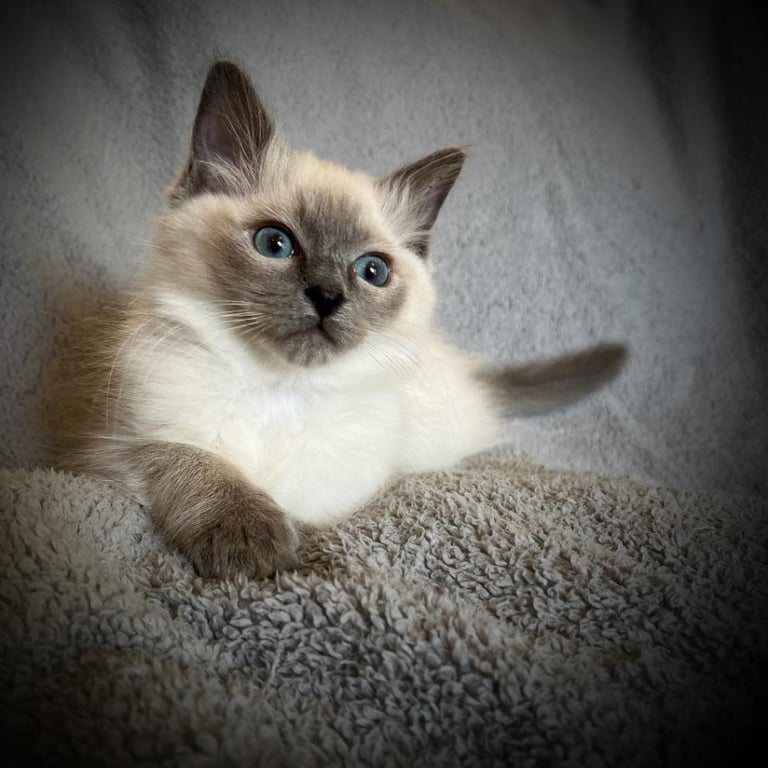 Pure Ragdoll kittens for sale (bluepoint)