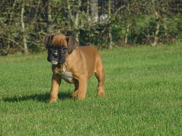Beautiful Boxer's puppies 