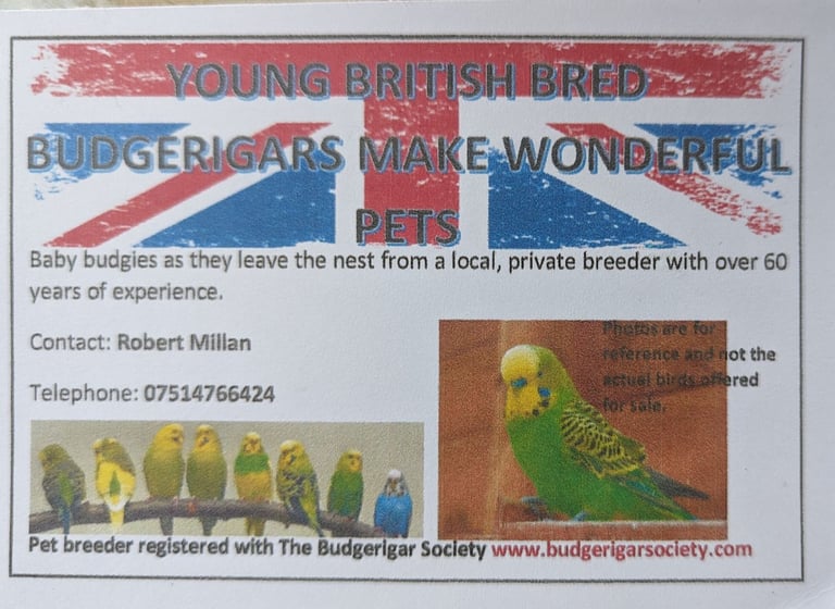 Budgies for sale-breeding/ pets