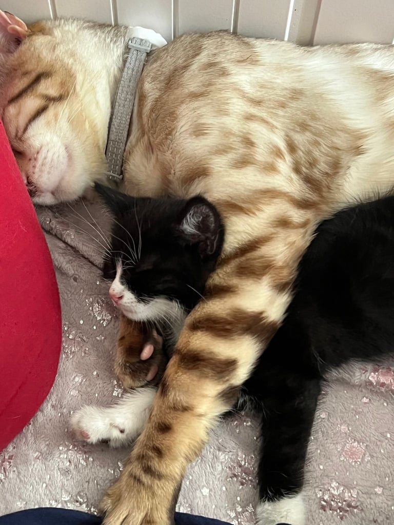Bengal snowy white male cat 