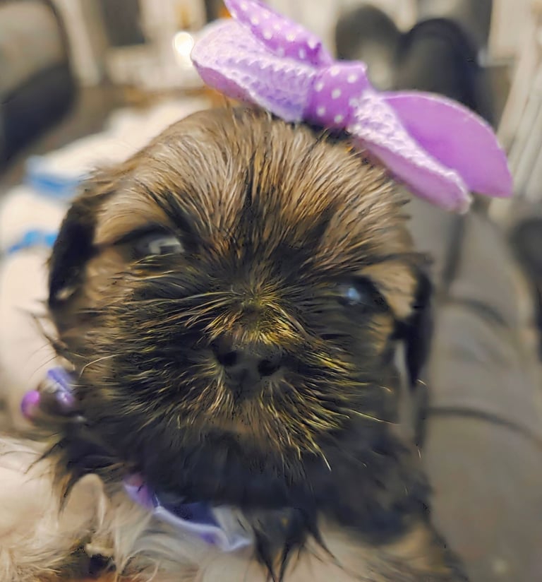Shitz shu puppies