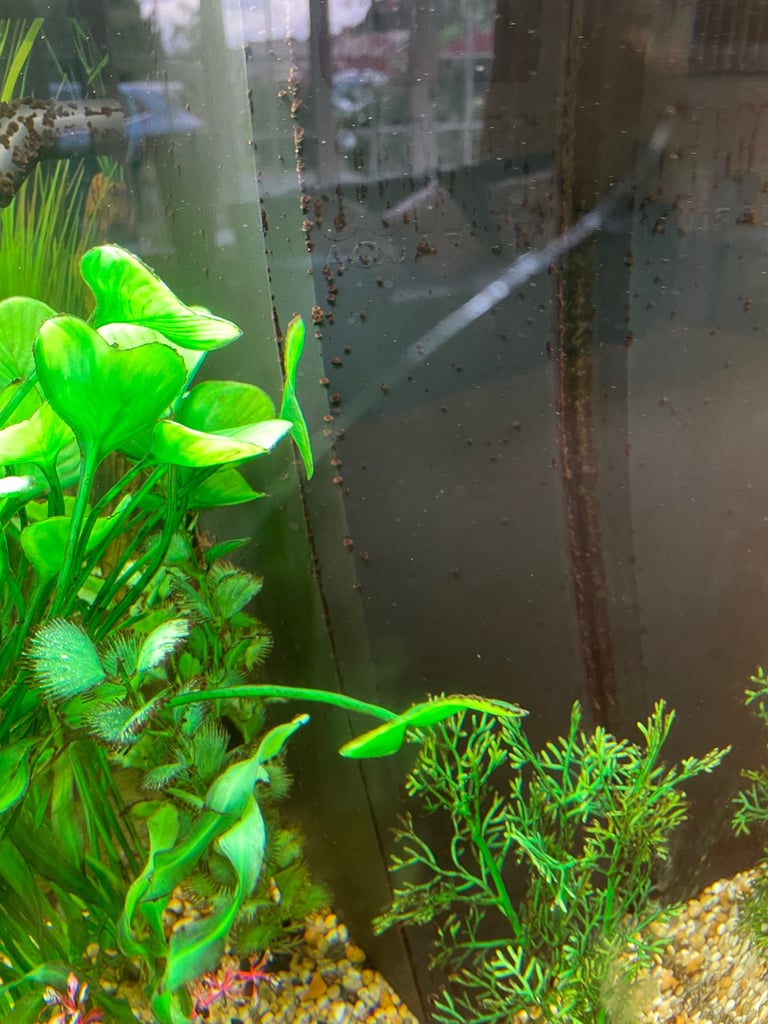 Jewel Rio 180 tank and cabinet and all accessories 