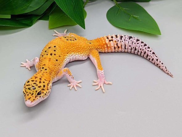 leopard gecko 