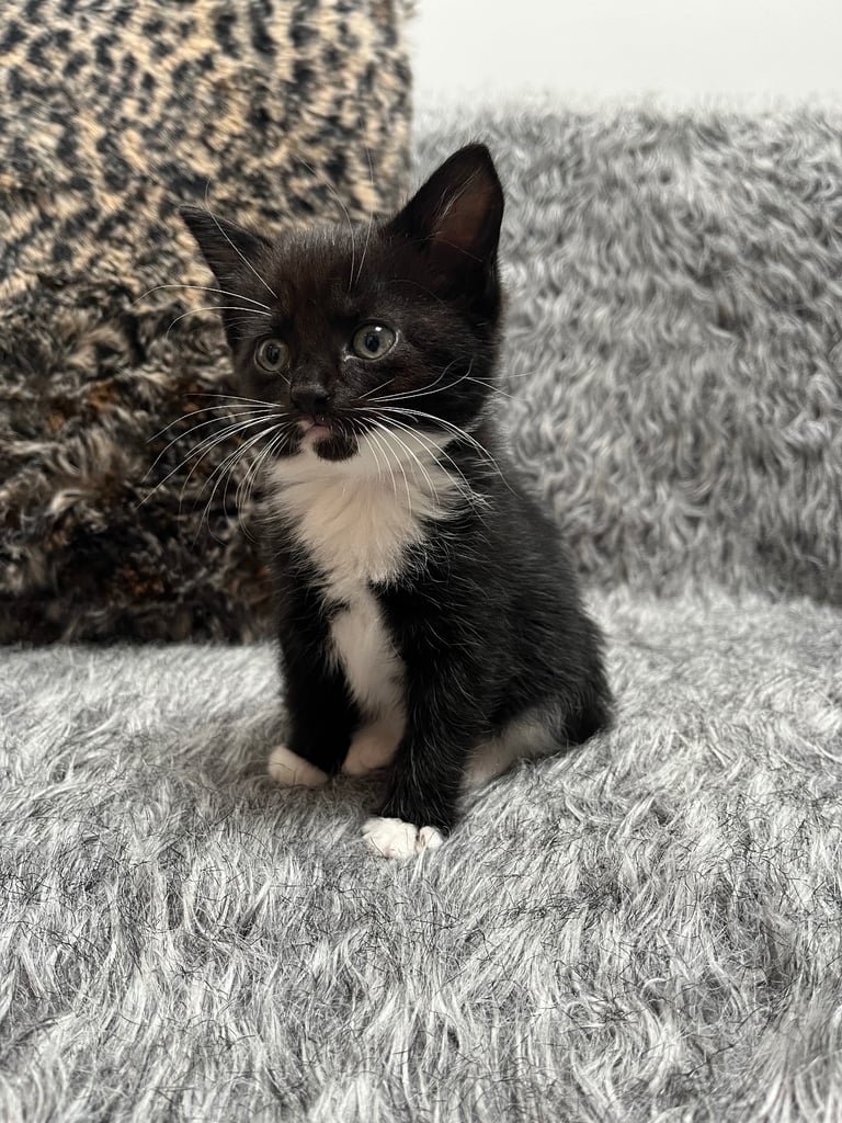 5 tabby kittens for sale 