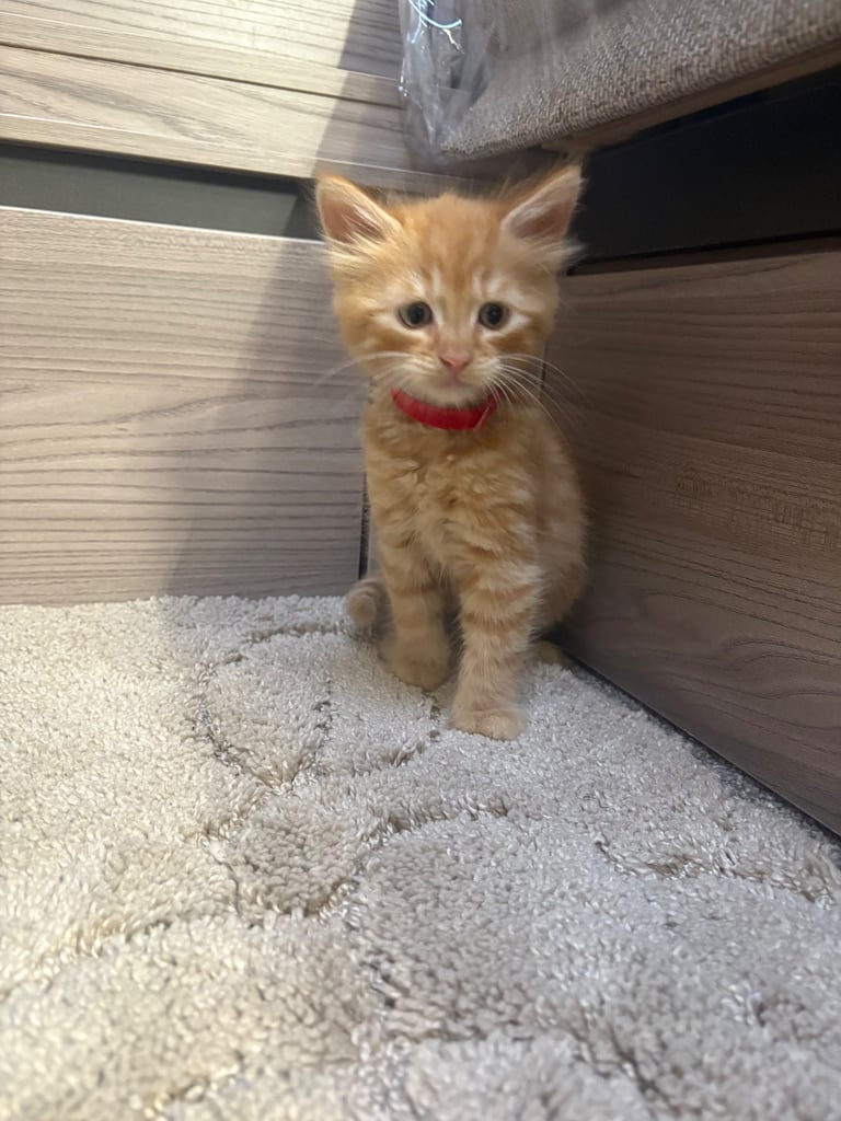*1 girl kitten left*