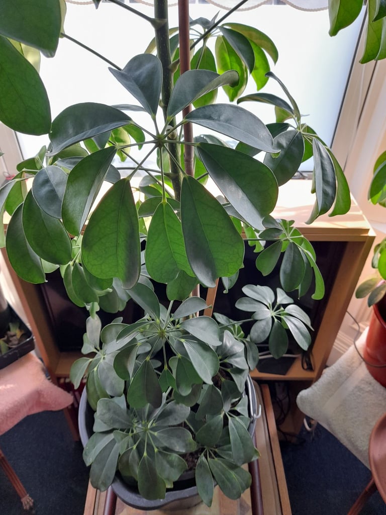 image for Umbrella Tree Schefflera House Plant 6 Foot/1.8metres Tall