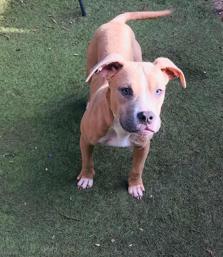 image for Amazing puppies ready for new forever home