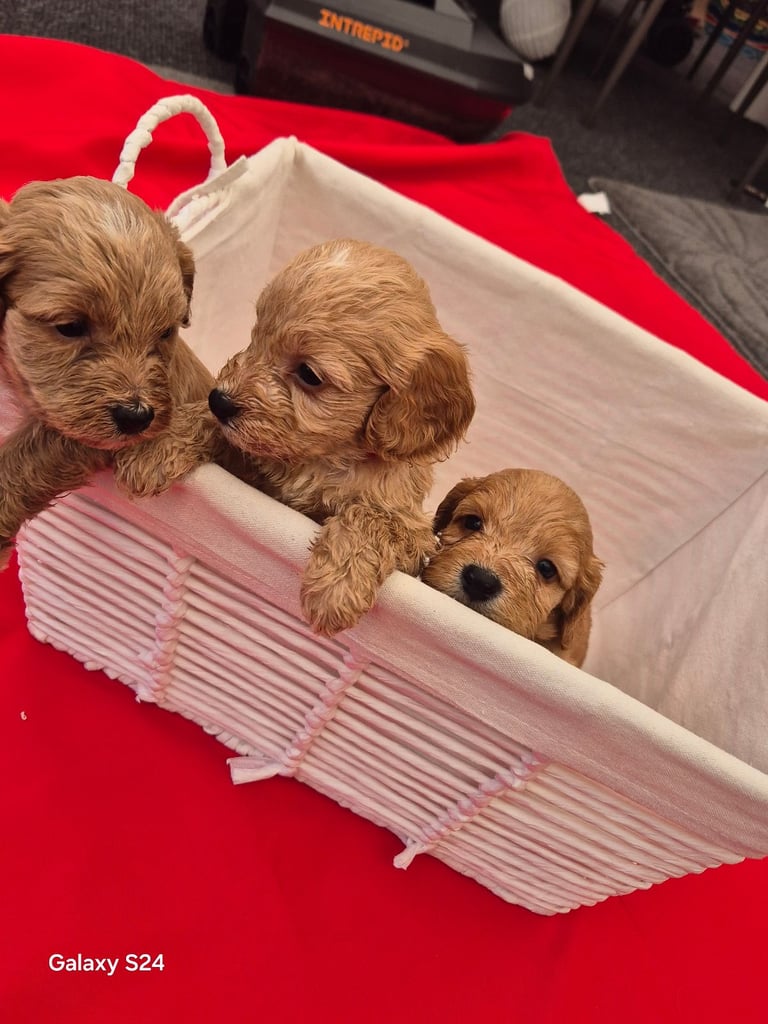 Cockerpoo puppies 