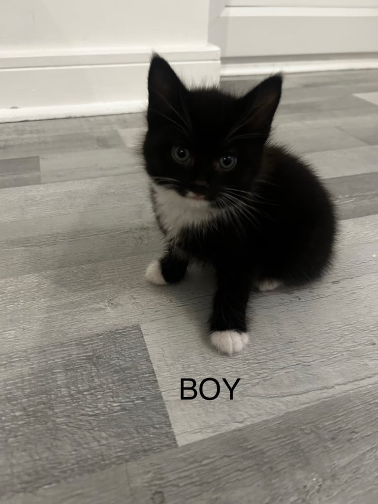 Kittens, 8 weeks, black and white, 1 x girl, 4 x boys, ready now 