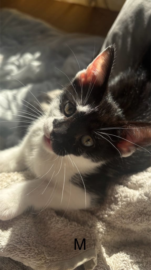 Beautiful Kittens with Striking Markings- Ready for Loving Homes