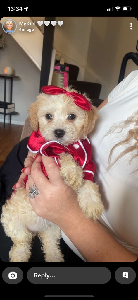 Cotton de tuller x cocker spaniel 