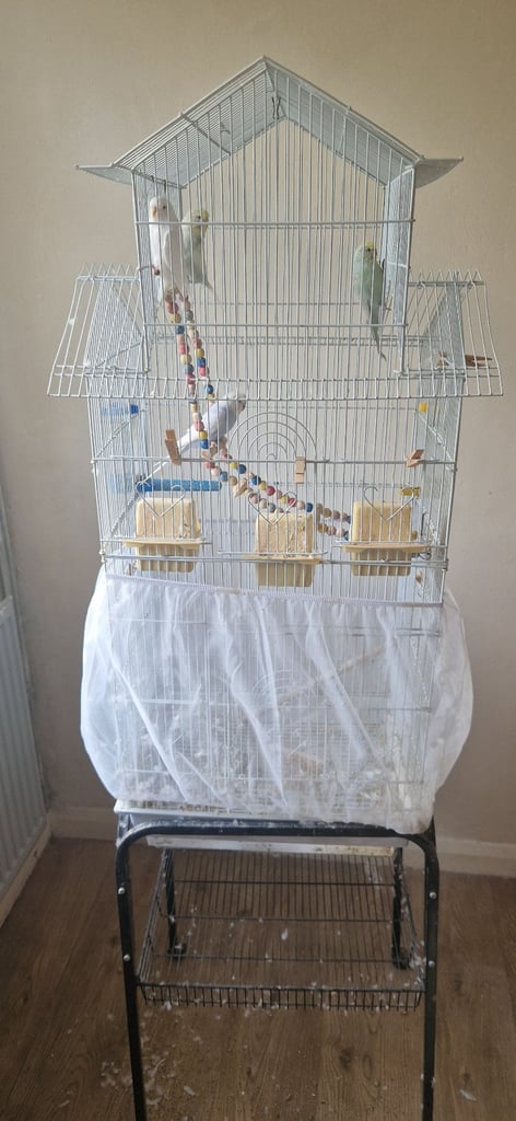 4 budgies with cage amd stand