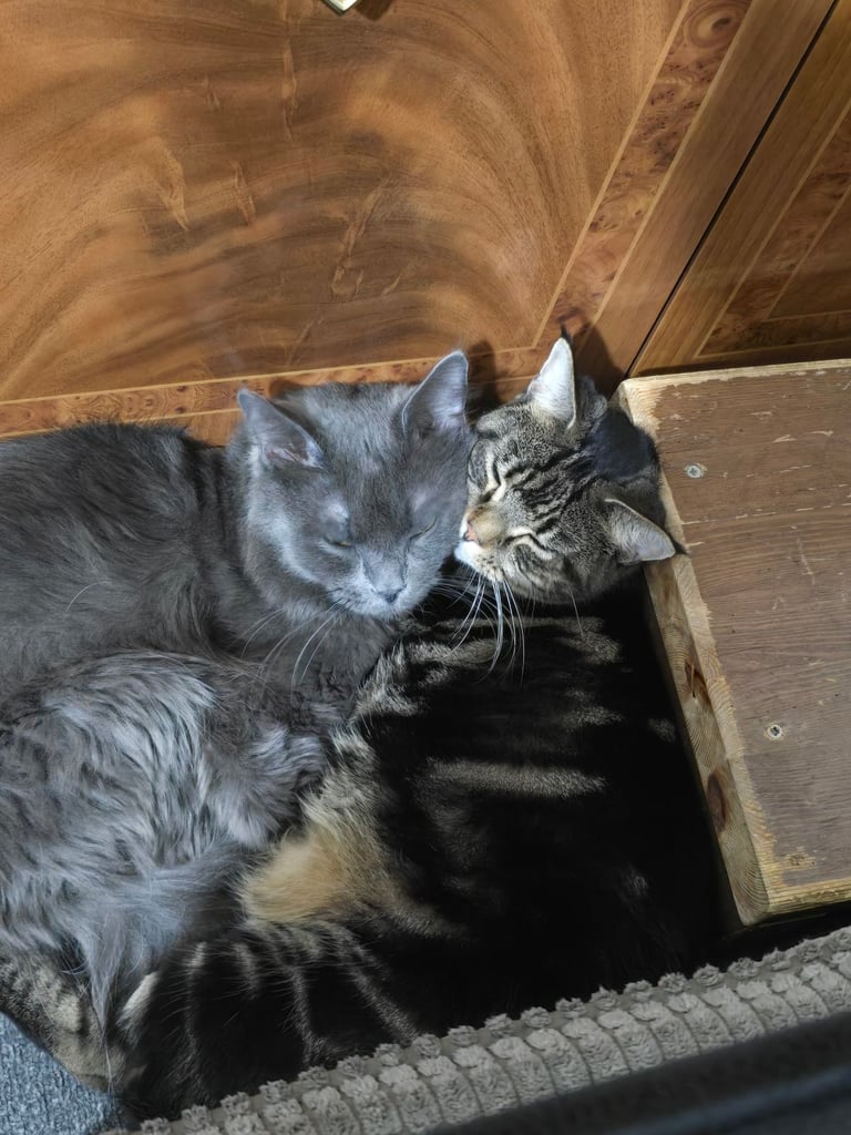 Kitten 