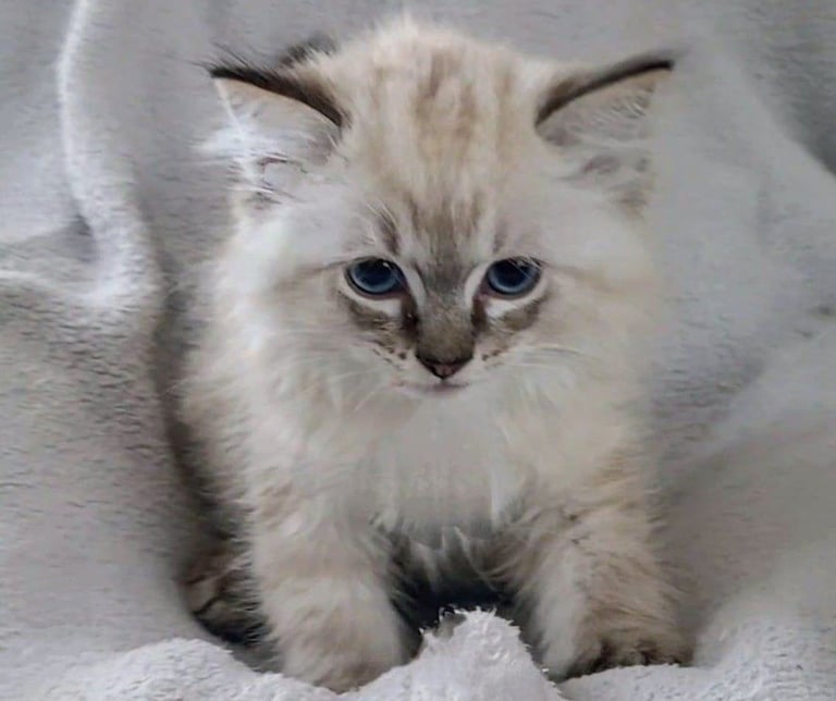**LAST MALE LEFT** Gorgeous Ragdoll kittens ready to leave. Both parents Pedigrees