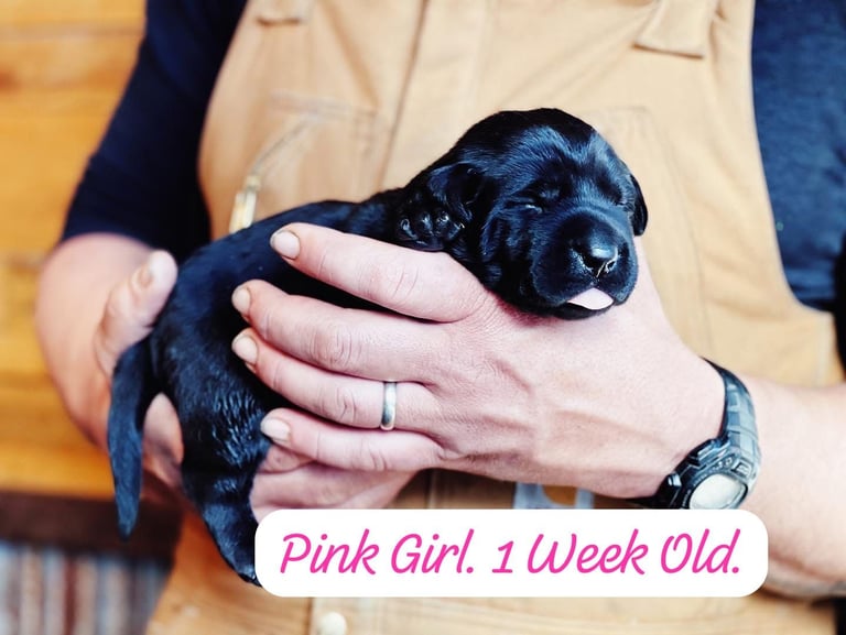 Labrador Retriever Puppies Available Now