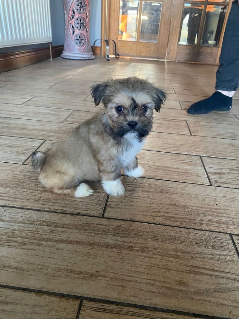 Lhasa apso pups 