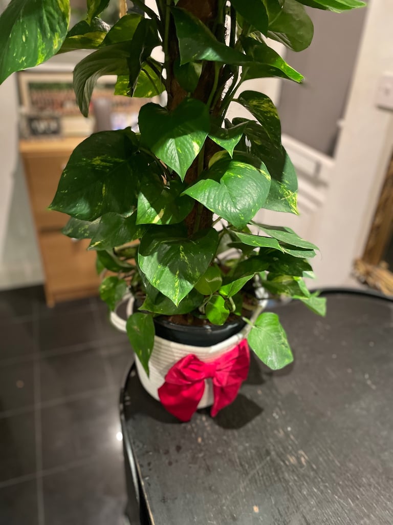 Extra large Devils Ivy plant (real)
