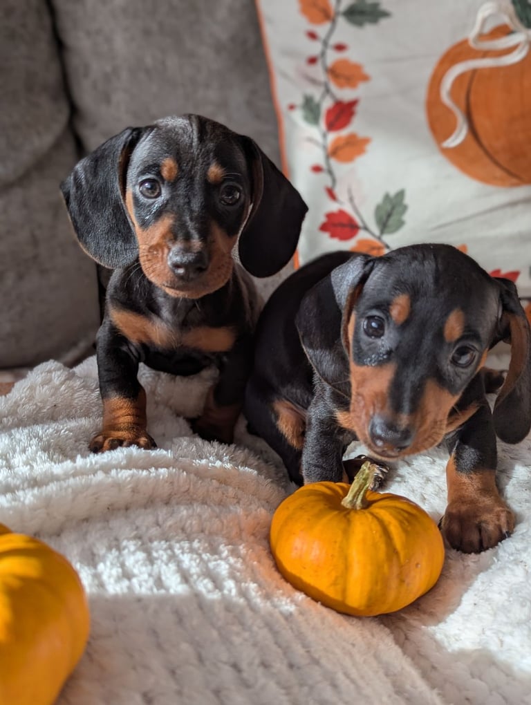 Miniature Dachshund Dogs Puppies for Sale Gumtree