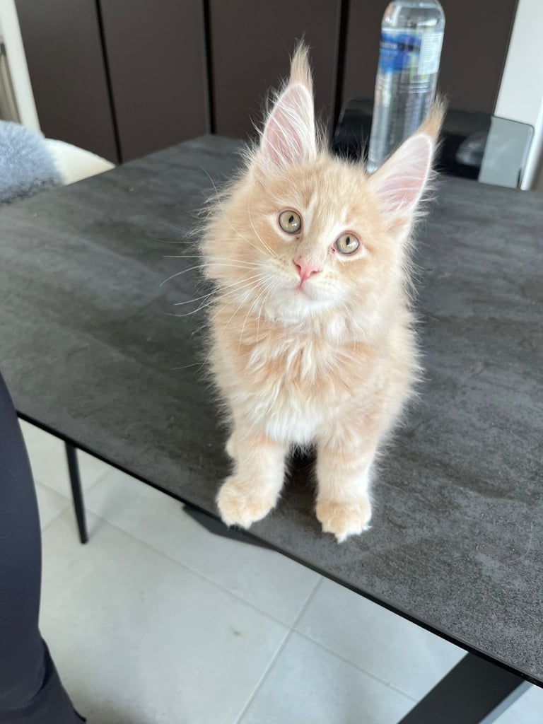 Maine Coon Kittens 2 Males 1 Female