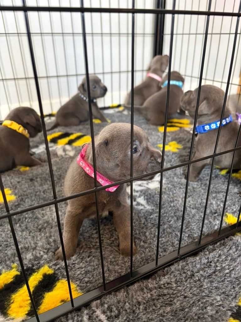Kc reg blue Staffordshire bull terrier 